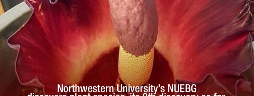 Northwestern University’s NUEBG discovers plant species, its 8th discovery so far.