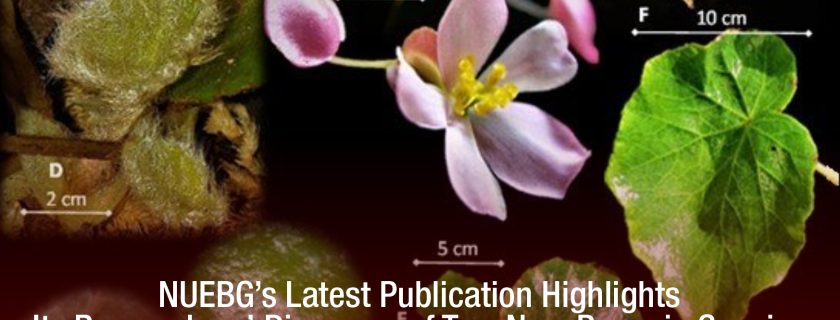 NUEBG’s Latest Publication Highlights Its Researchers’ Discovery of Two New Begonia Species in Ilocos Sur’s Historical Landmarks